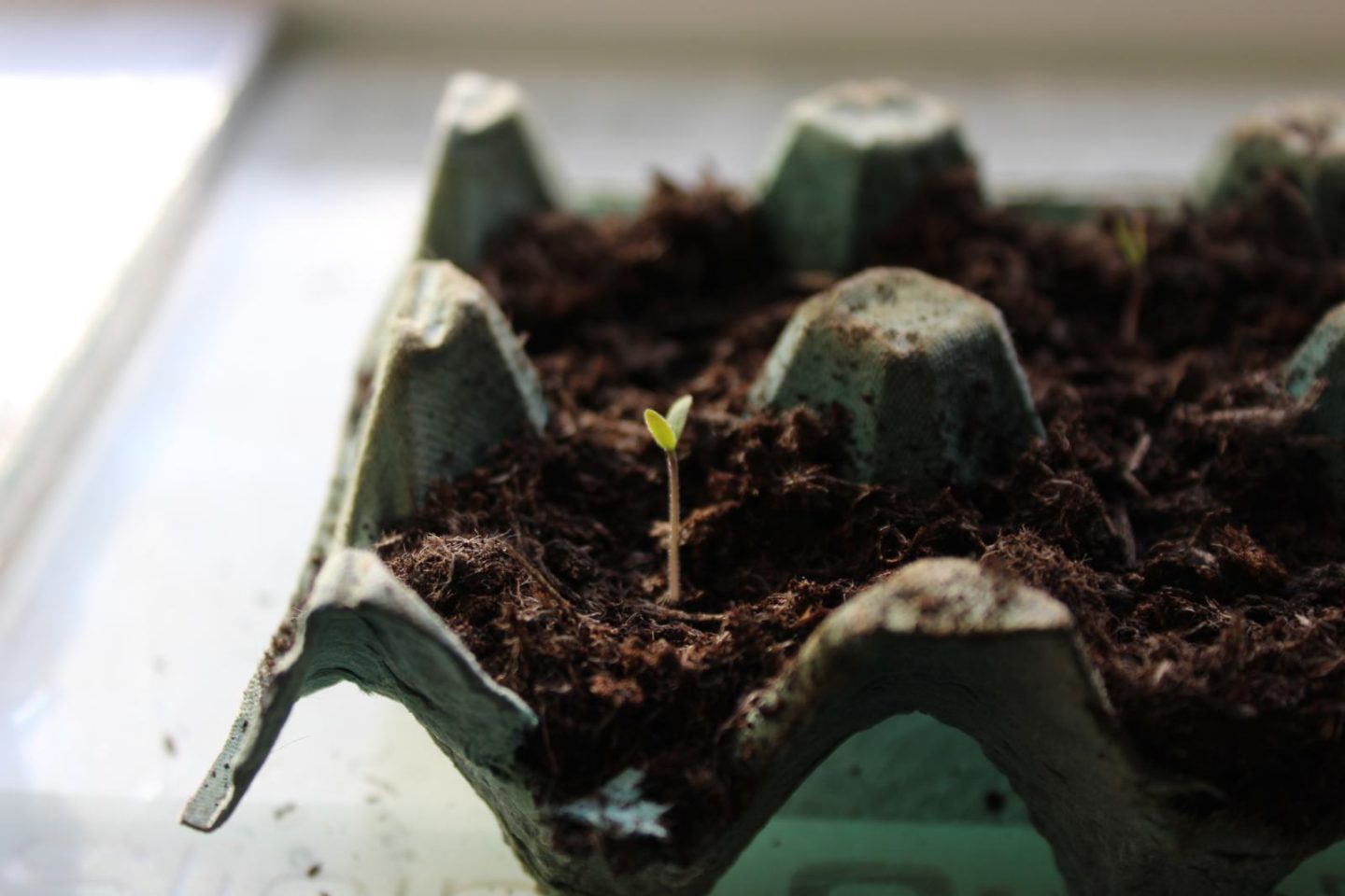 first time vegetable garden update