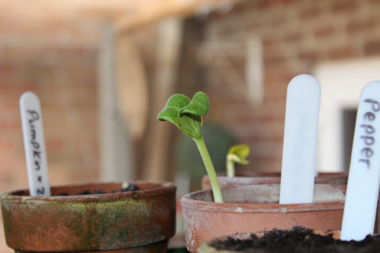 first time vegetable garden update