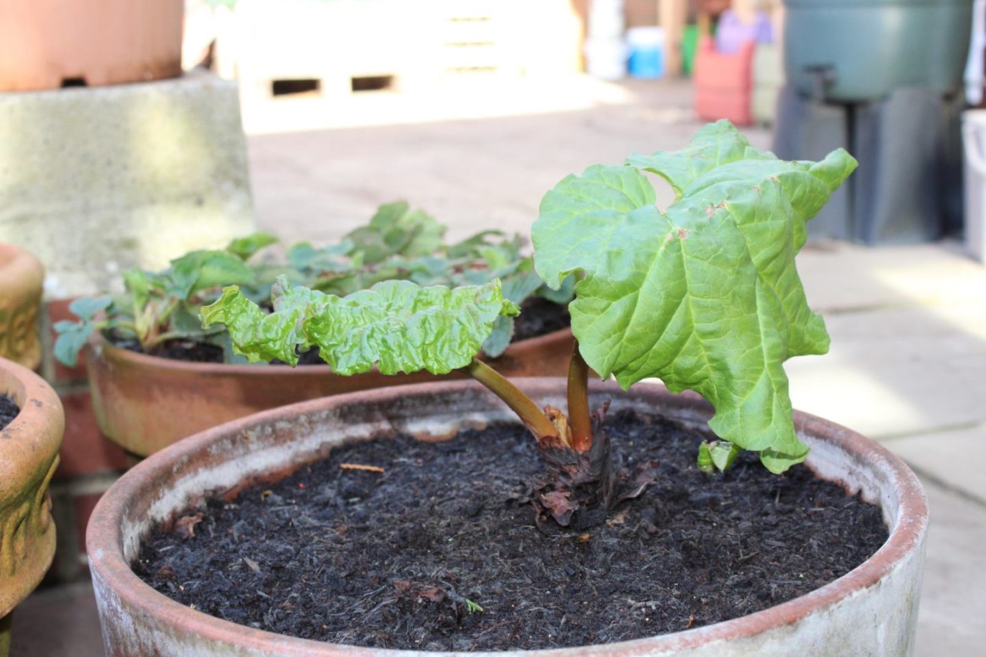 first time vegetable garden update