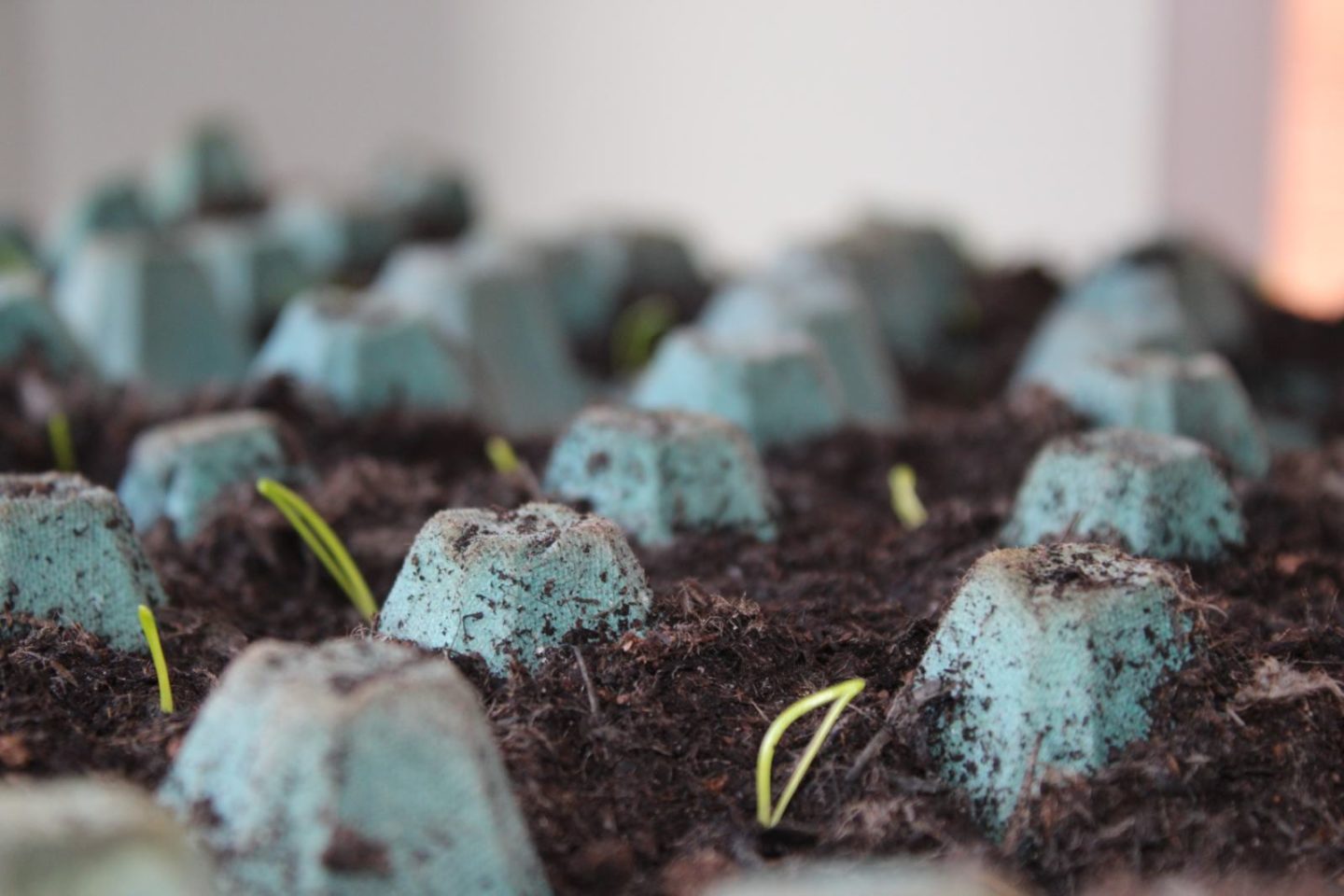 first time vegetable garden update