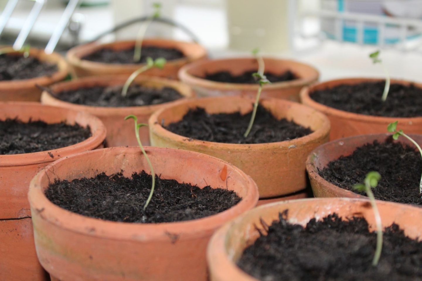 first time vegetable garden update