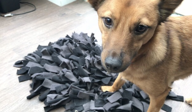 How to make a snuffle mat for your dog