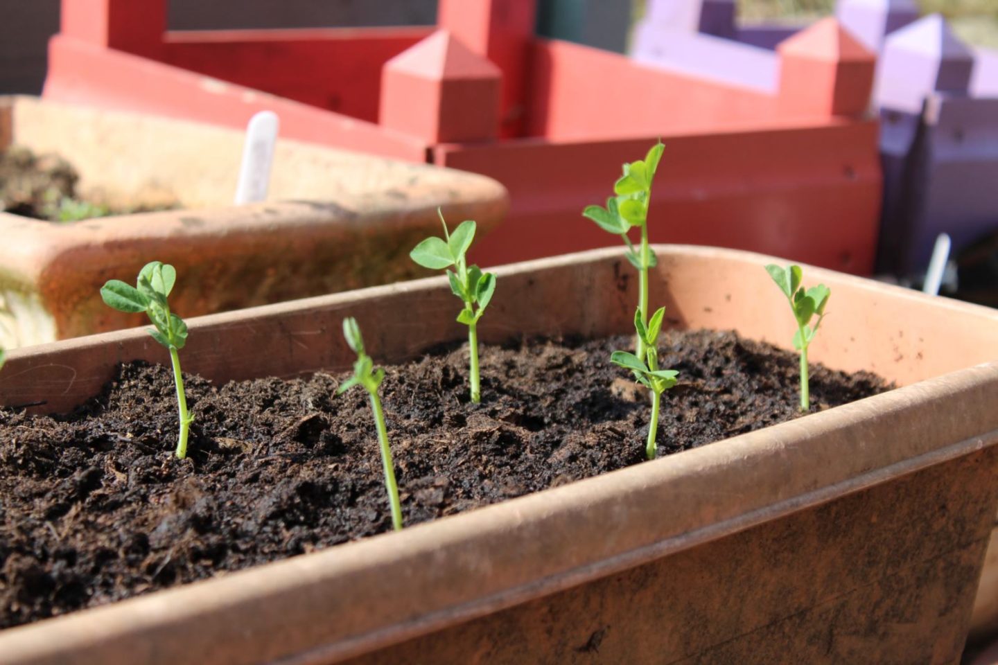 Home Vegetable Garden Project Update 3