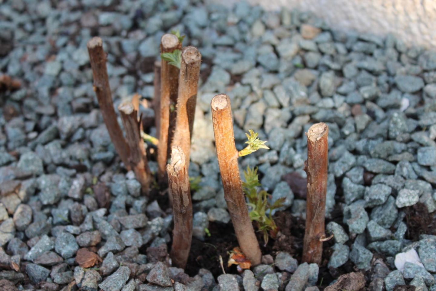 Home Vegetable Garden Update 3