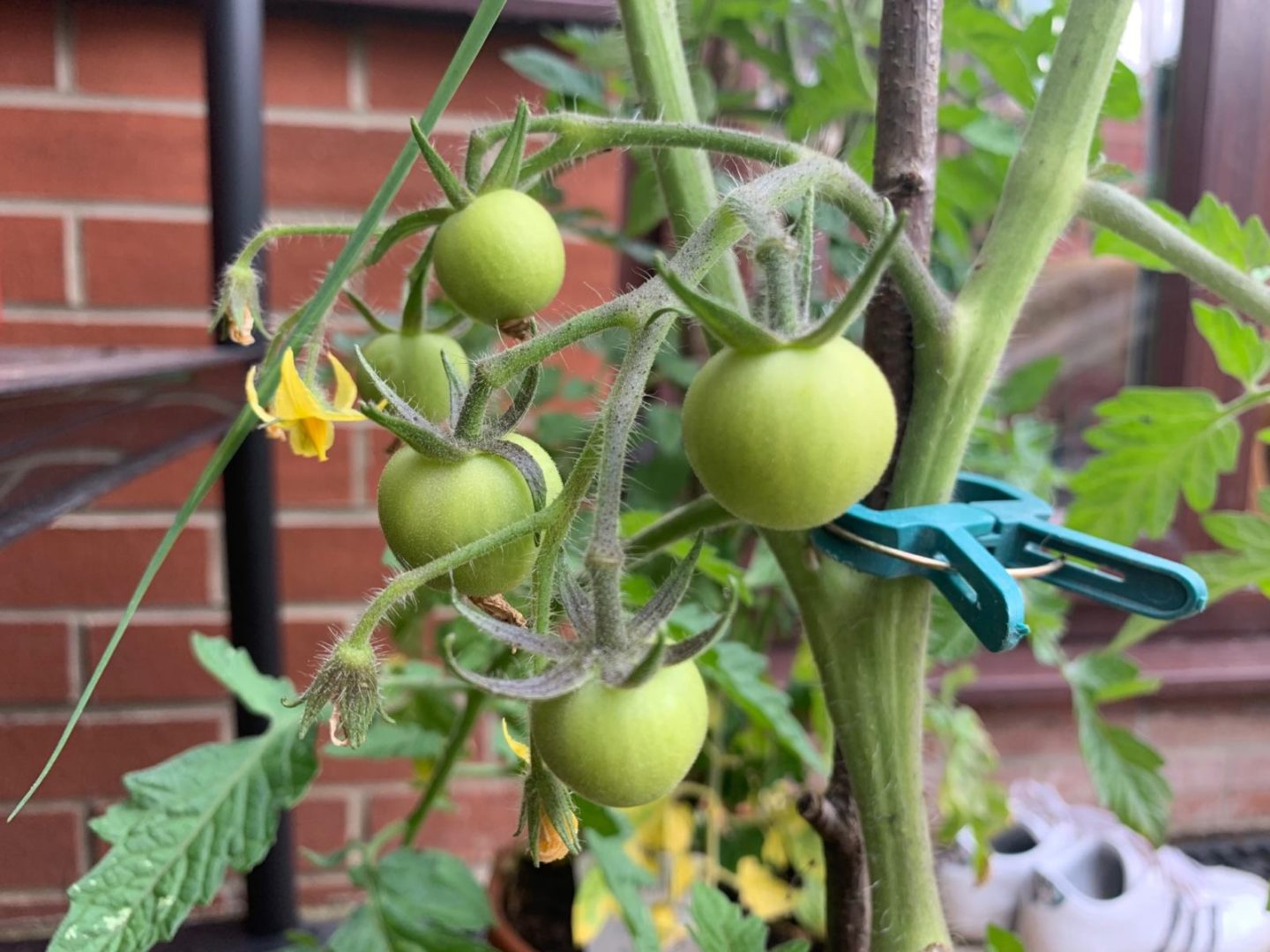 Homemade Vegetable Garden Project Update - June