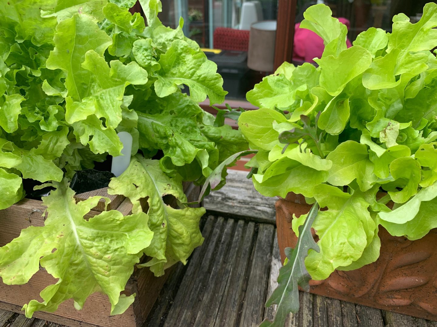 Homemade Vegetable Garden Project Update - June