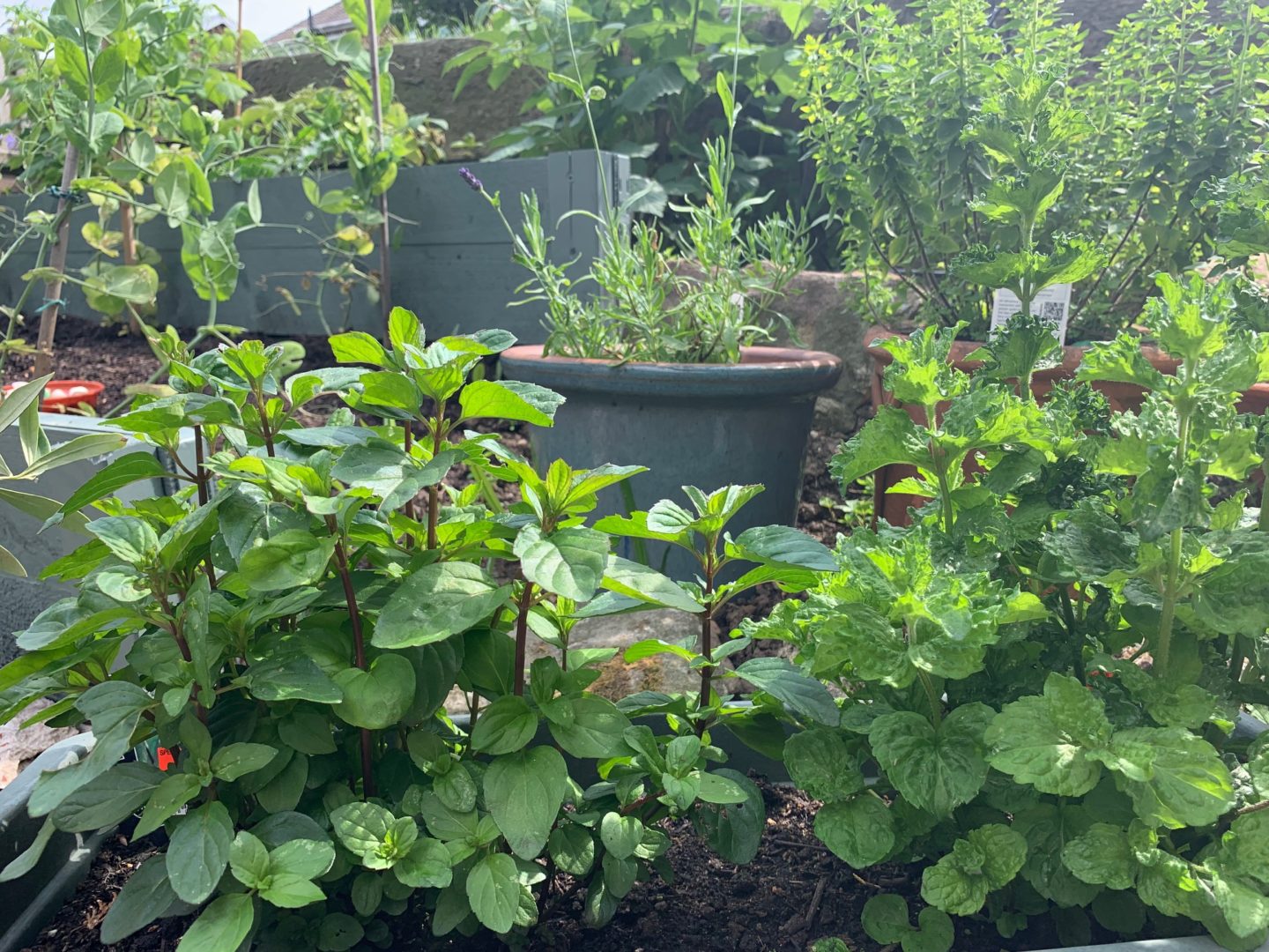 Homemade Vegetable Garden Project Update - June