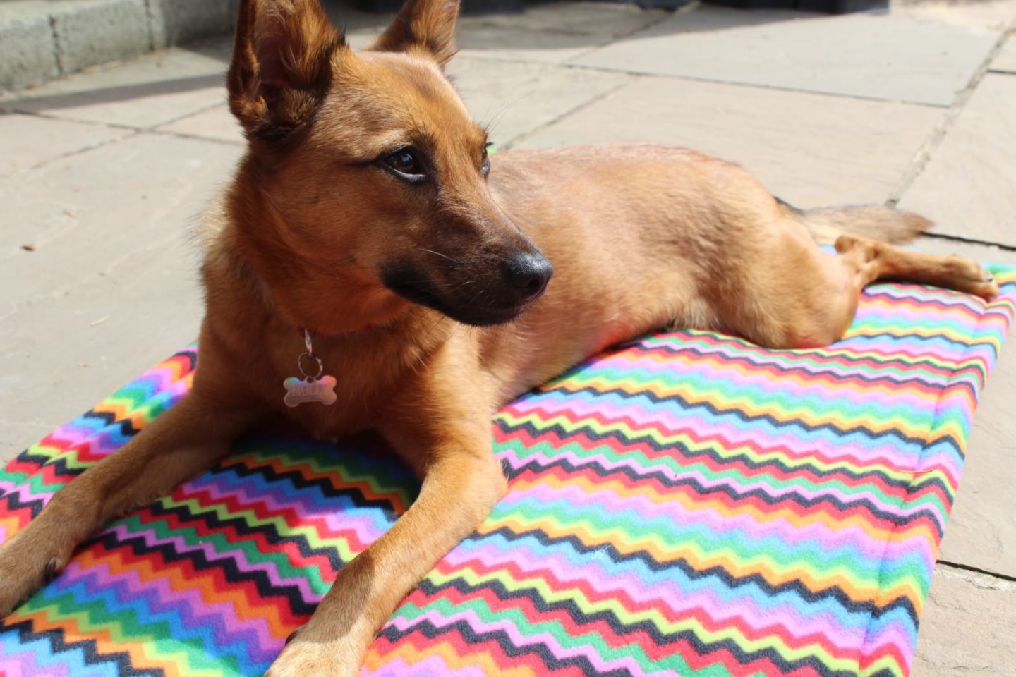 Dog fleece outlet mat