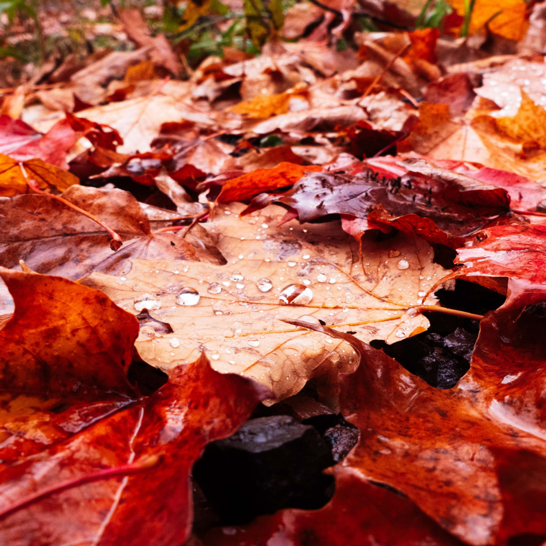 An Autumn Slump